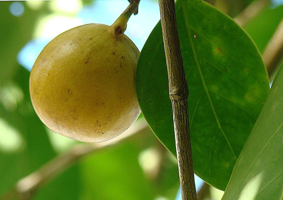 The most dangerous tree in the world - Livejournal, Mancinella tree, , , Poisoning, I, Fever, Blindness, Video, Longpost