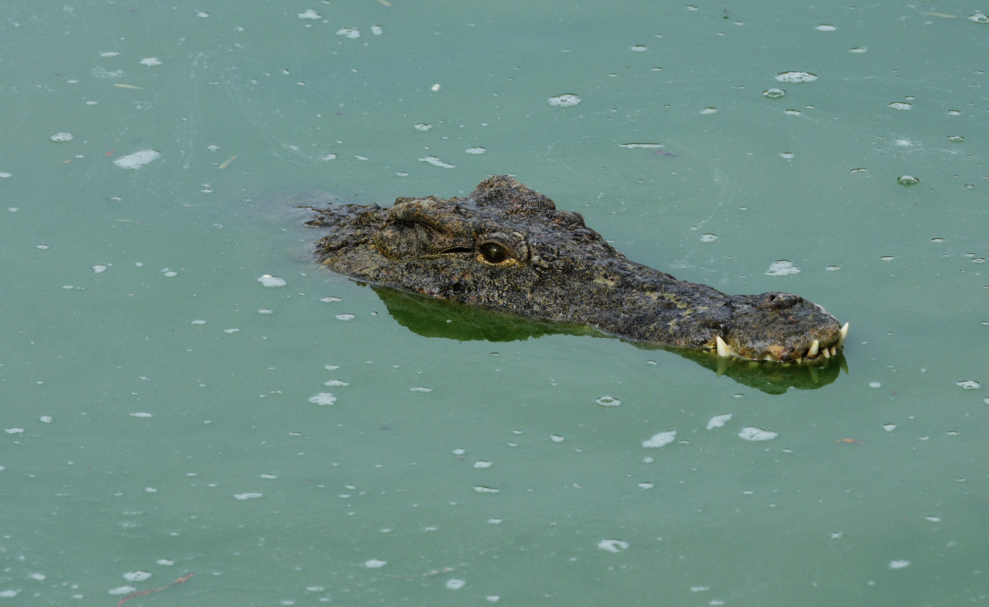 In Zimbabwe, crocodiles ate pastor who walked on water - Zimbabwe, Pastor, Walking on water