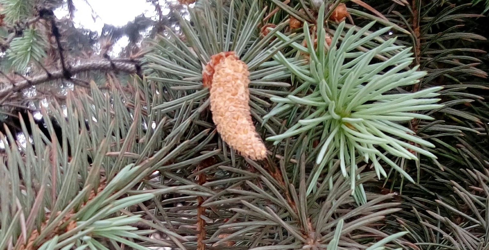 Spruce color and cones - My, Christmas trees, Pollen, Cones