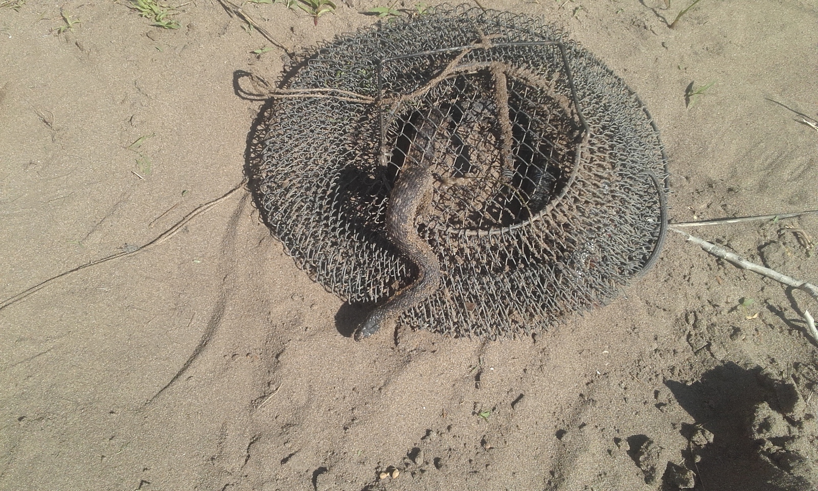 lazy fisherman - My, My, Fishing, Snake, Water Uzh, The photo, Nature and man, Video, Longpost, Nature