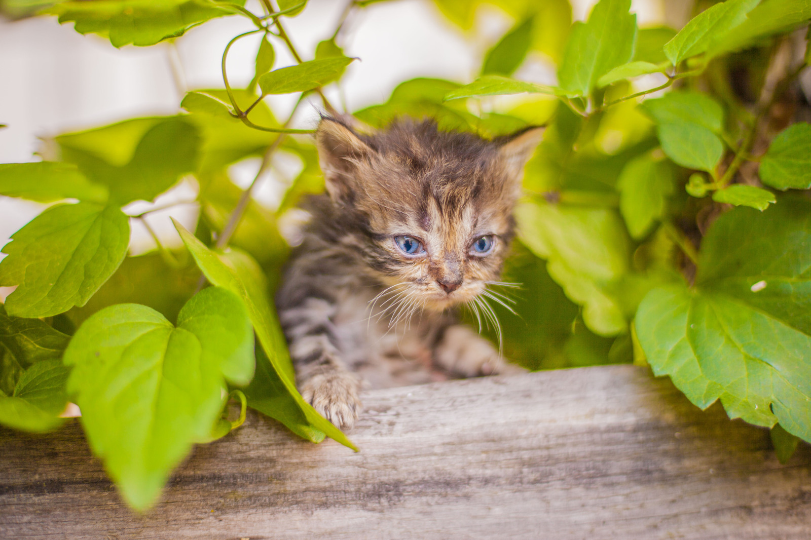 Belgorod kittens in good hands =3 - My, Belgorod, Belgorod region, In good hands, cat, The photo, , Longpost