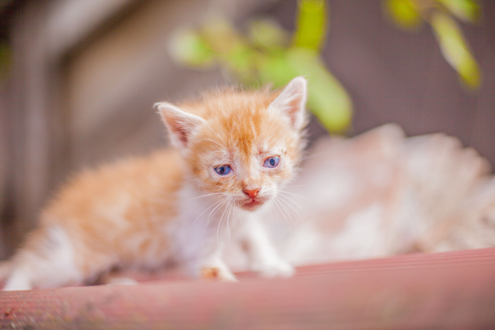 Belgorod kittens in good hands =3 - My, Belgorod, Belgorod region, In good hands, cat, The photo, , Longpost