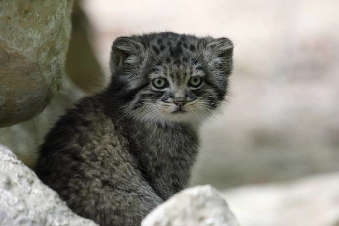 Manul cub - Pallas' cat, Milota, Children, Interesting, The photo, cat