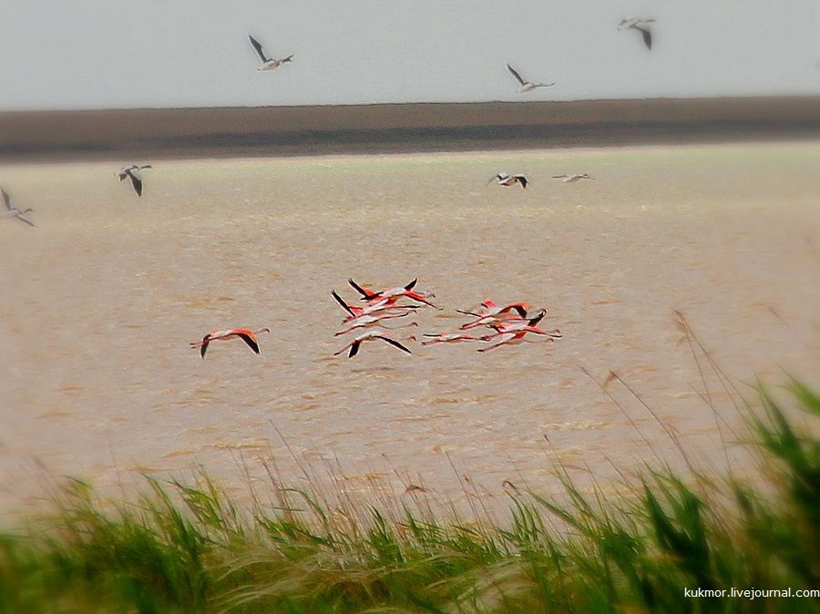 Pink flamingos in the Korgalzhyn National Reserve of Kazakhstan - My, Pink flamingo, Flamingo, Kazakhstan, Reserves and sanctuaries, The photo, My, Travels, Birds, Longpost