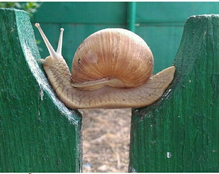 Stuck. - Snail, The photo