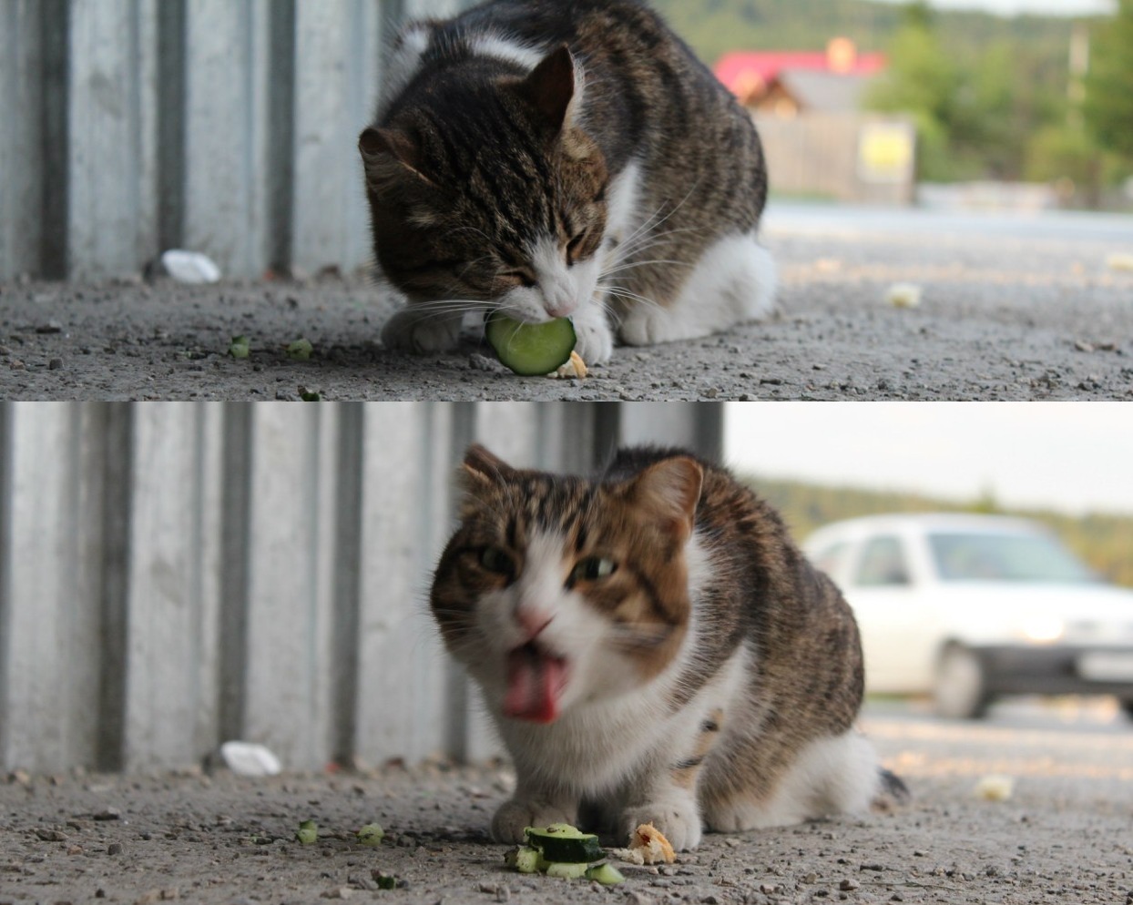 When you remember that you are a cat and do not eat cucumbers - My, cat, Cucumbers