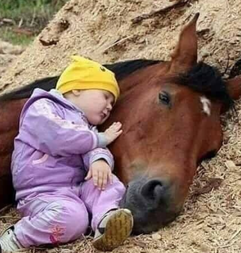 Sweet dreams) - Dream, Horses, Children