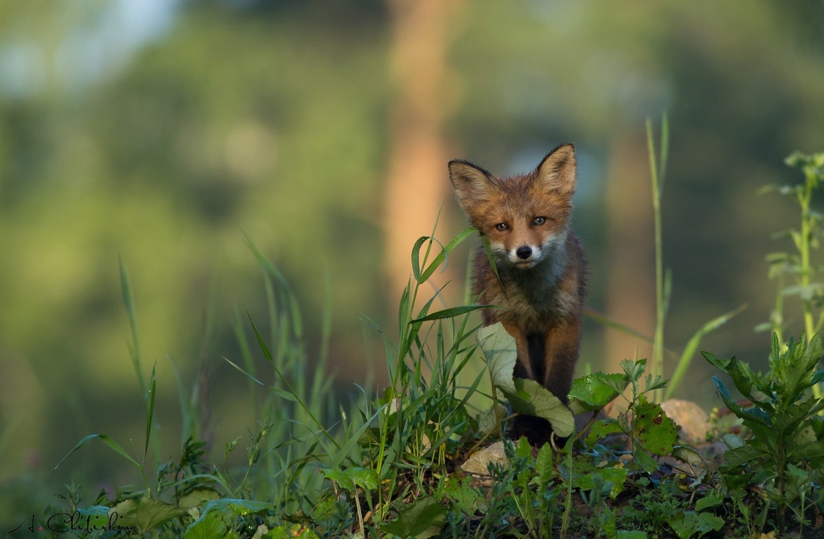 From the life of a fox brood - Fox, Observation, Longpost, Fox cubs, Animals, The photo