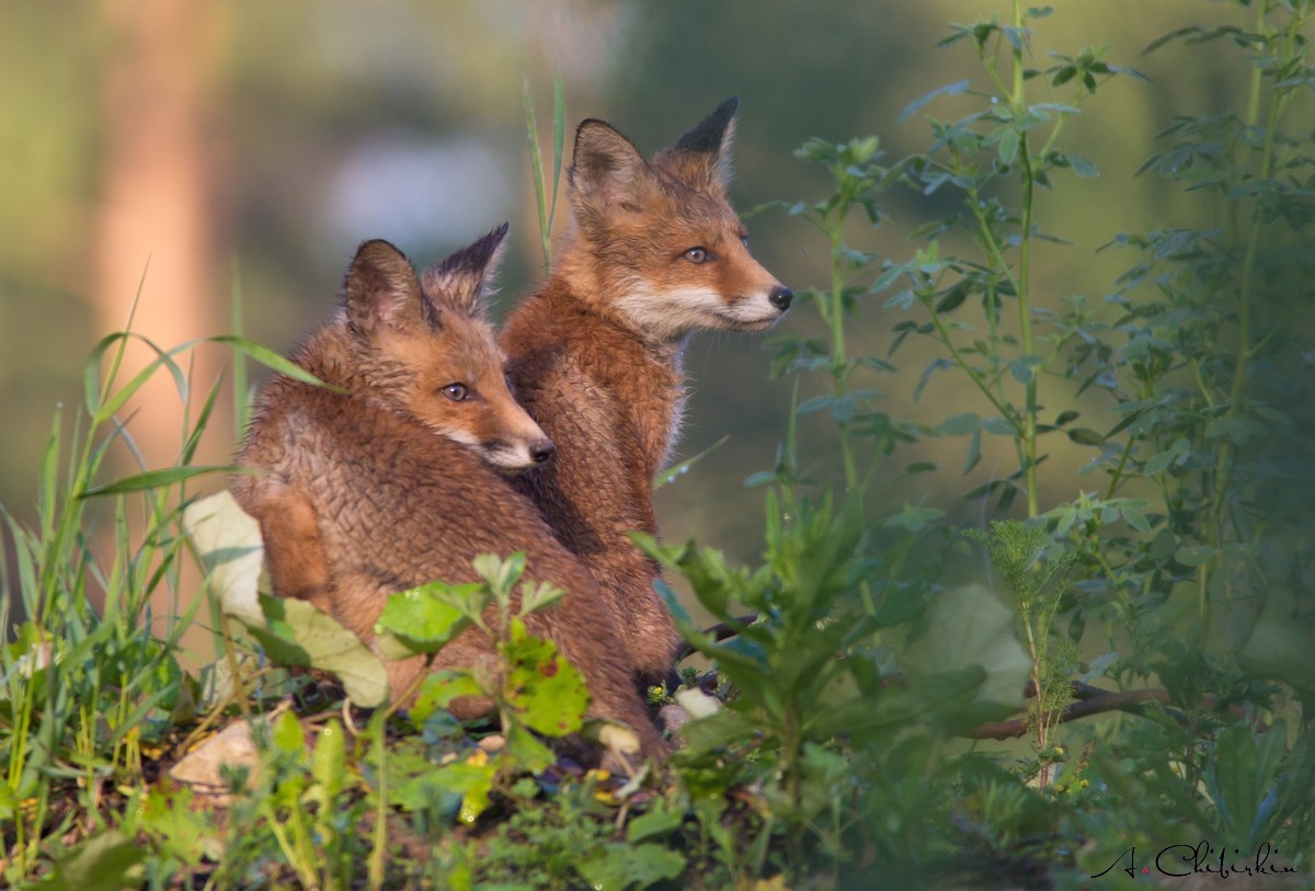 From the life of a fox brood - Fox, Observation, Longpost, Fox cubs, Animals, The photo