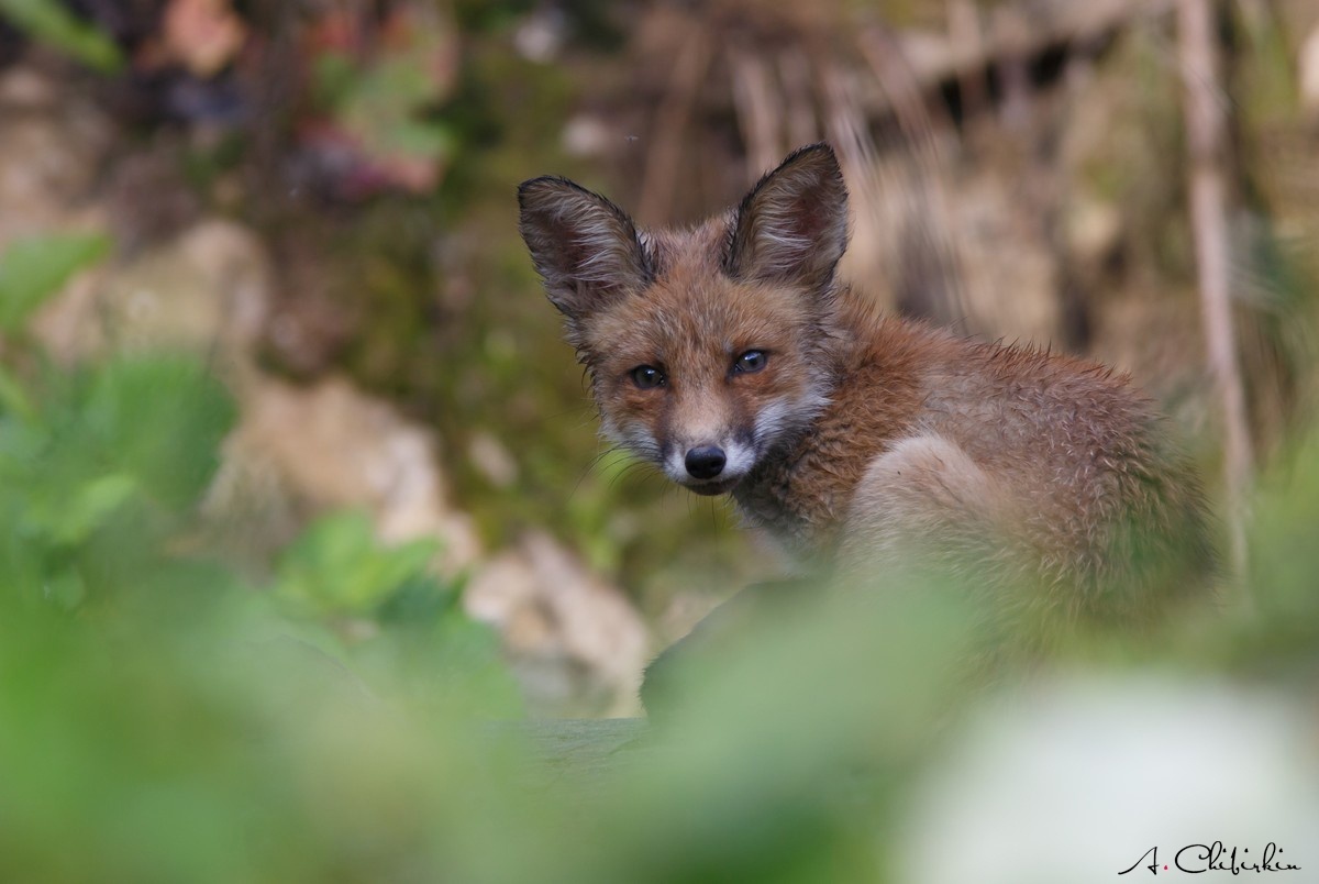 From the life of a fox brood - Fox, Observation, Longpost, Fox cubs, Animals, The photo