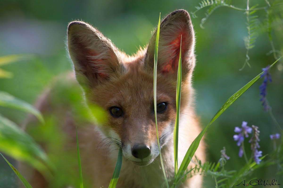 From the life of a fox brood - Fox, Observation, Longpost, Fox cubs, Animals, The photo