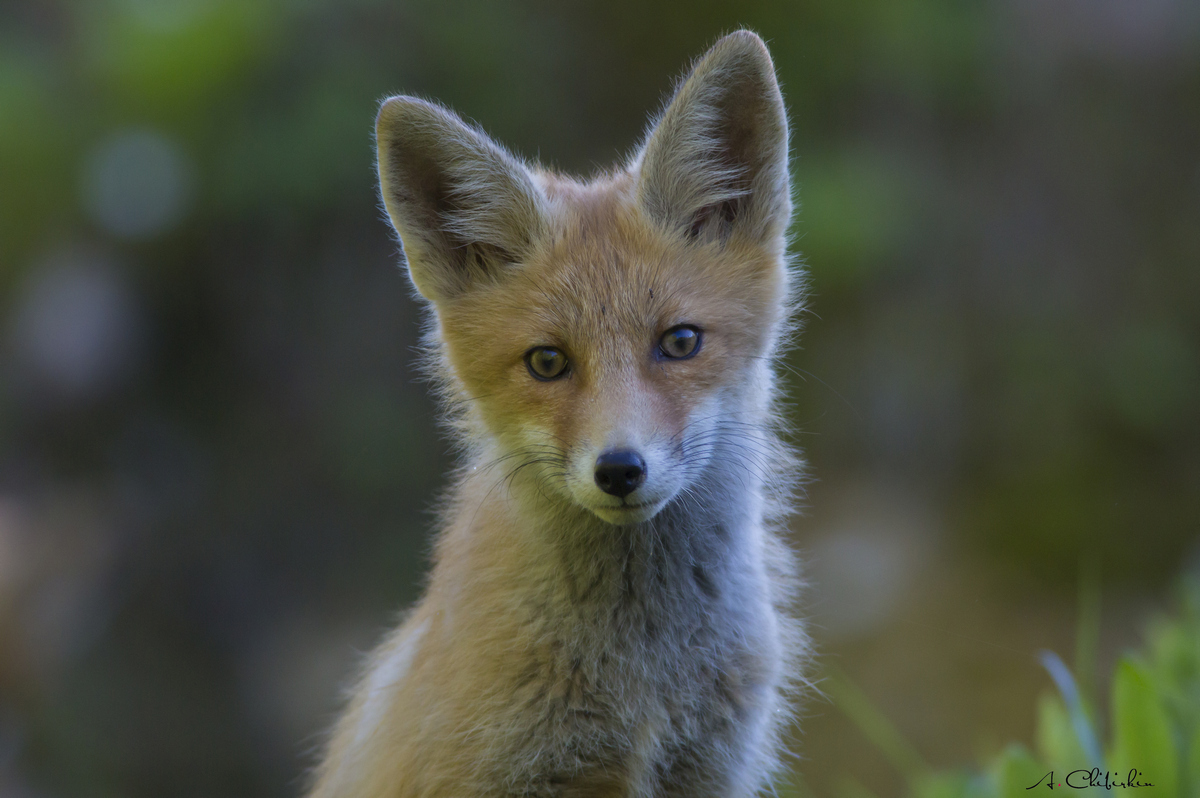 From the life of a fox brood - Fox, Observation, Longpost, Fox cubs, Animals, The photo