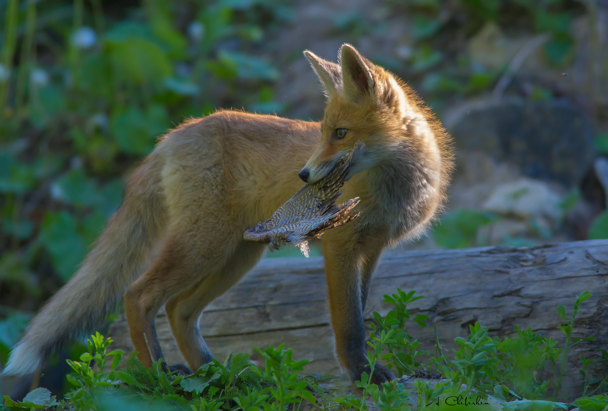 From the life of a fox brood - Fox, Observation, Longpost, Fox cubs, Animals, The photo