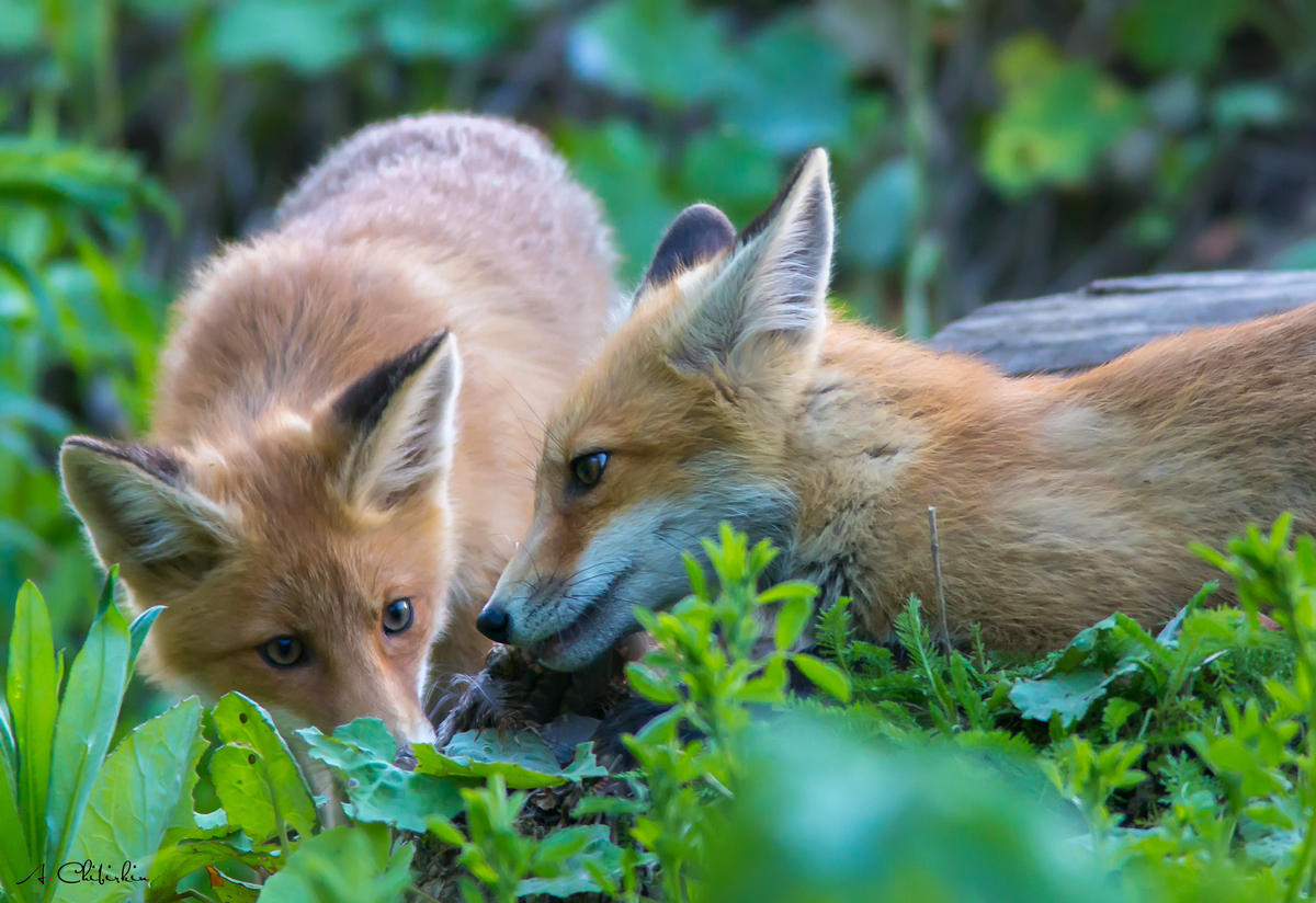 From the life of a fox brood - Fox, Observation, Longpost, Fox cubs, Animals, The photo