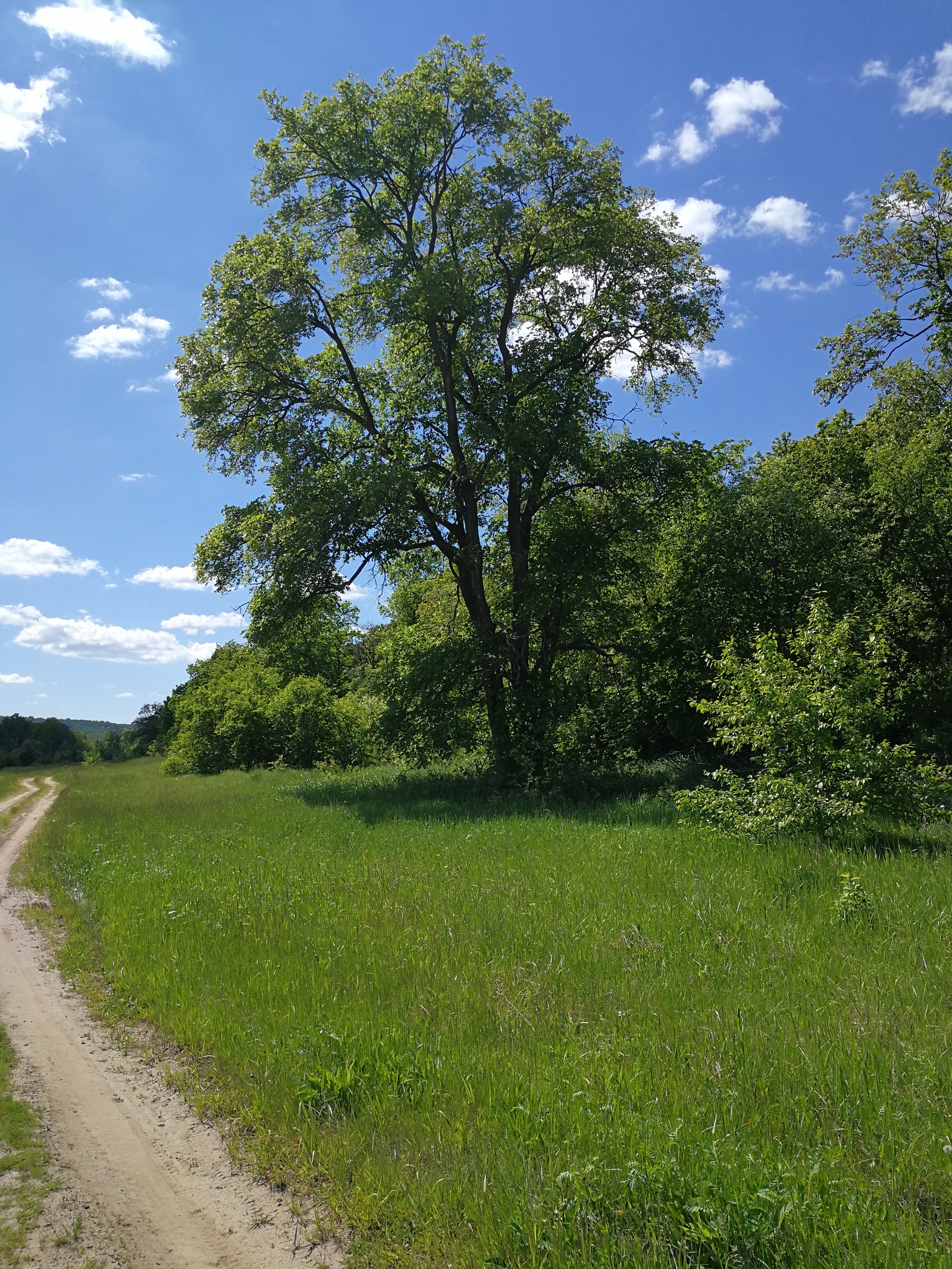 Finally the summer - My, The photo, Longpost, Dzerzhinsk, Nature, Huawei mate 9, cat