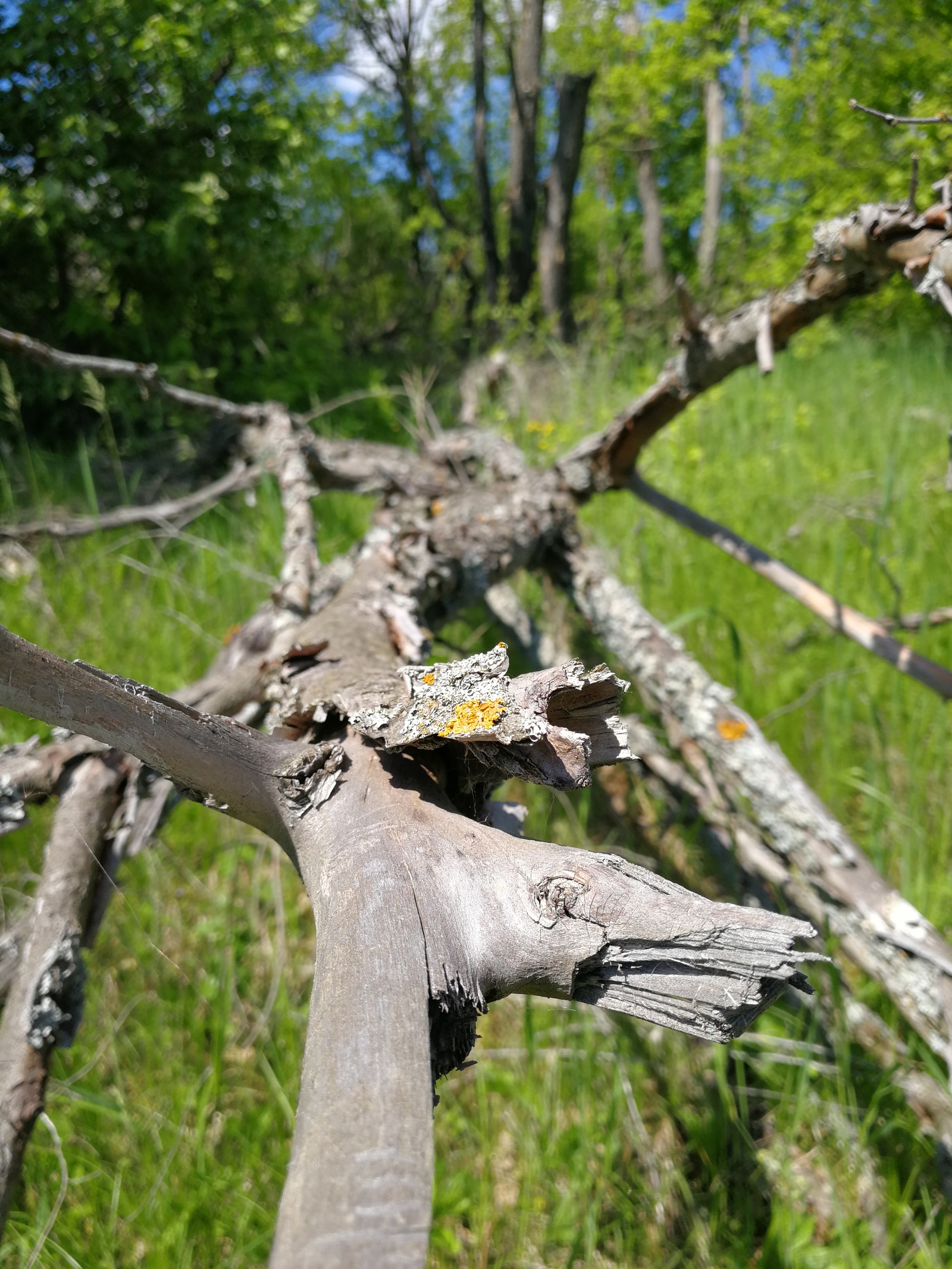 Finally the summer - My, The photo, Longpost, Dzerzhinsk, Nature, Huawei mate 9, cat