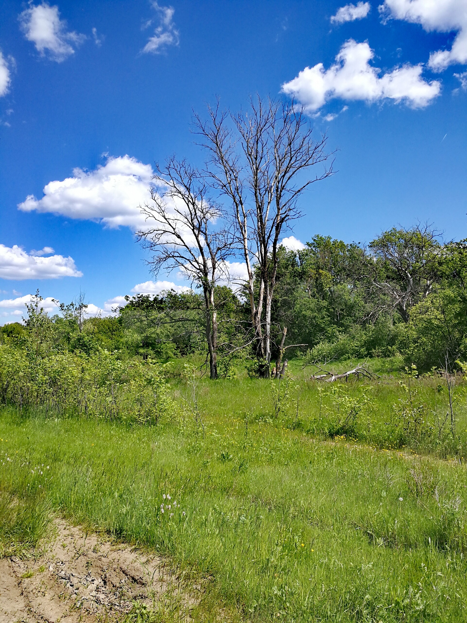 Finally the summer - My, The photo, Longpost, Dzerzhinsk, Nature, Huawei mate 9, cat