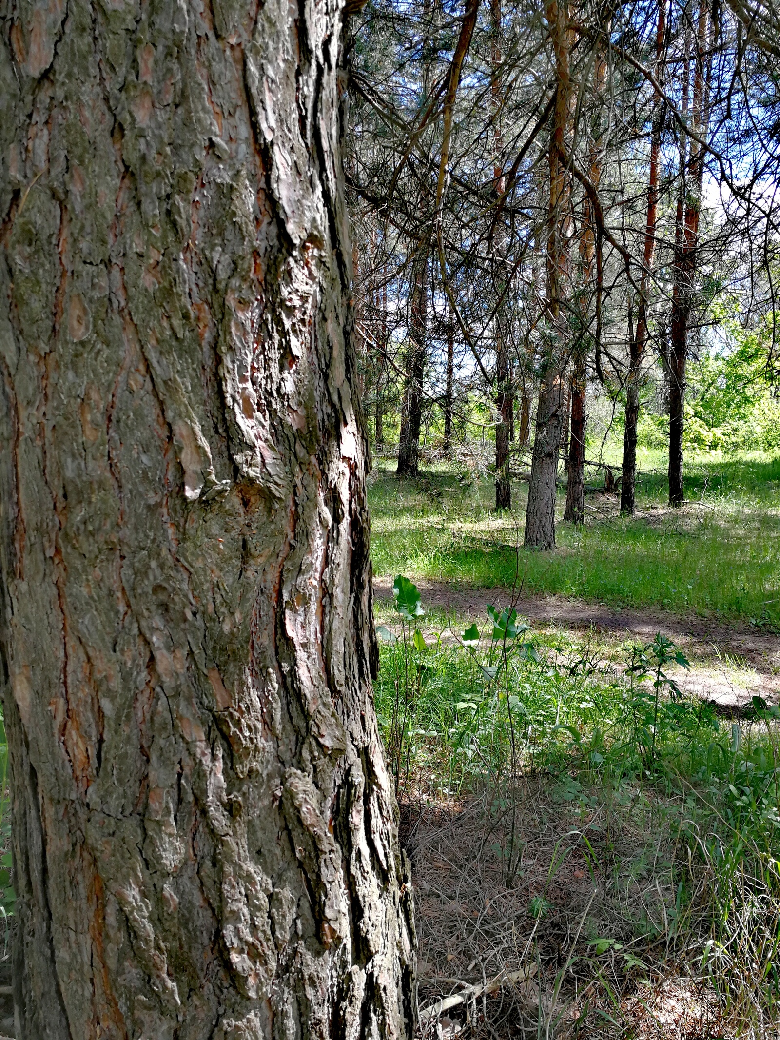 Finally the summer - My, The photo, Longpost, Dzerzhinsk, Nature, Huawei mate 9, cat