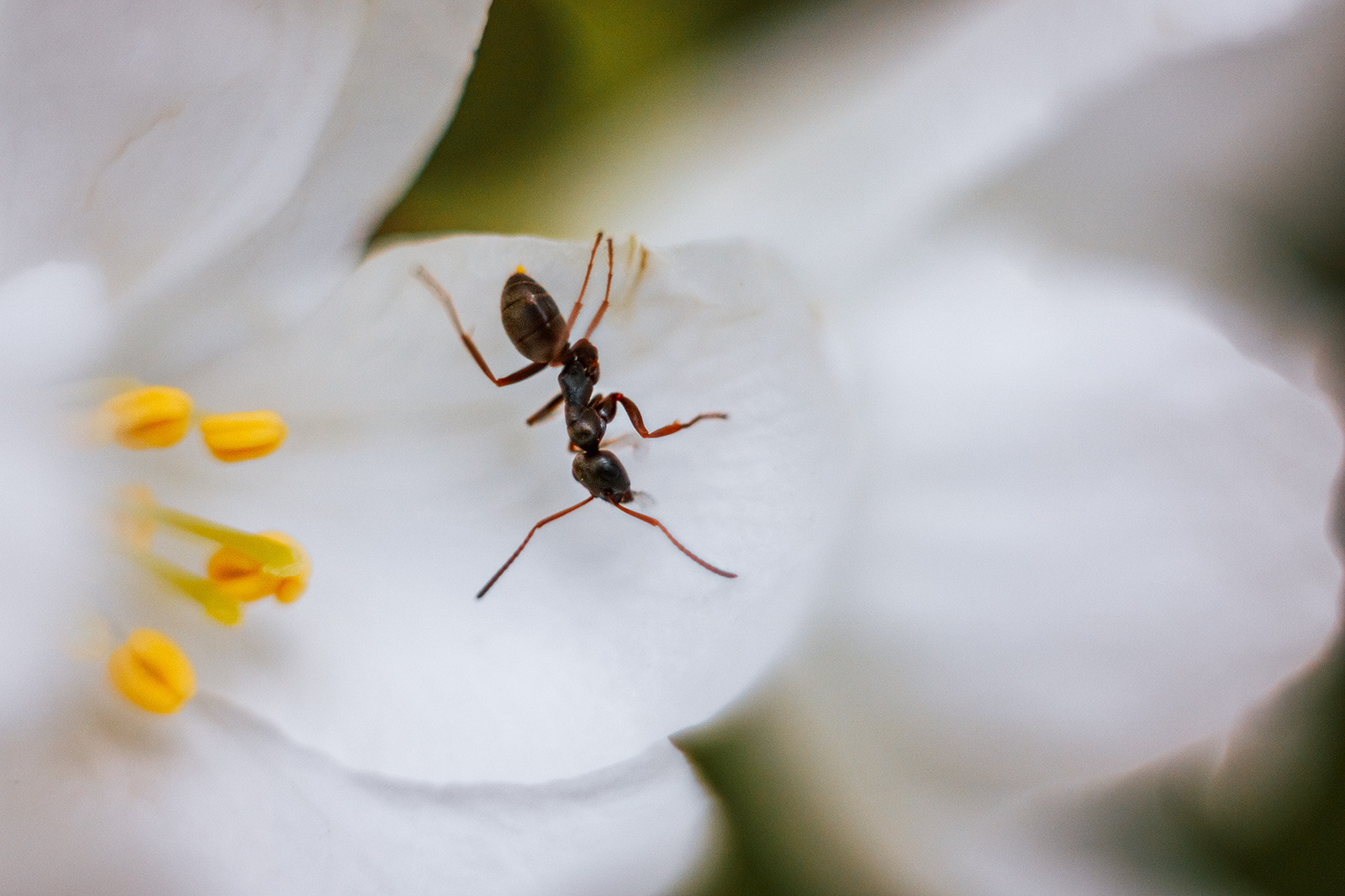 Summer - My, The photo, Macro rings, Helios, Helios 44m, Longpost, Helios 44m