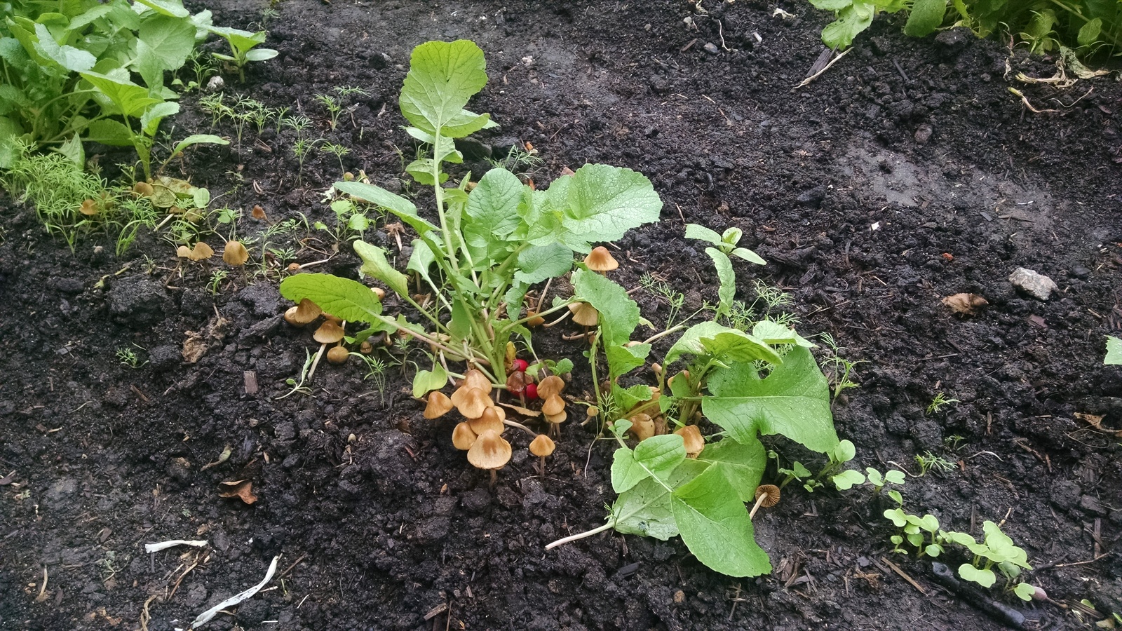 Planted a radish - My, Mushrooms, Honey mushrooms, Radish