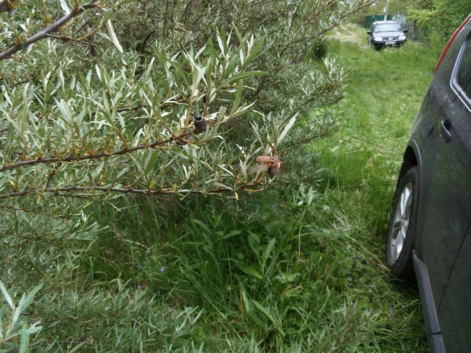 Майские жуки впервые встают на крыло | Пикабу