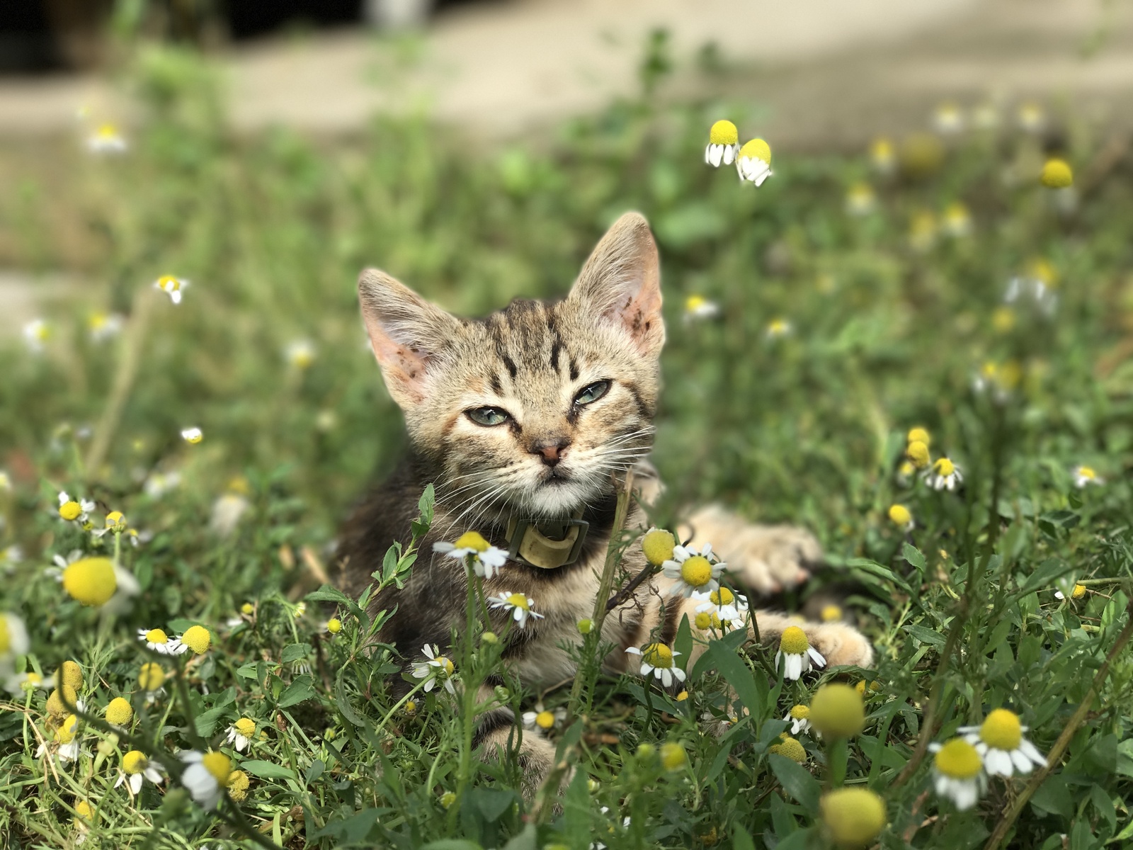 Немного котеек вам в ленту + бонус в комментариях - Моё, Кот, Фотография, Любительское фото, Длиннопост