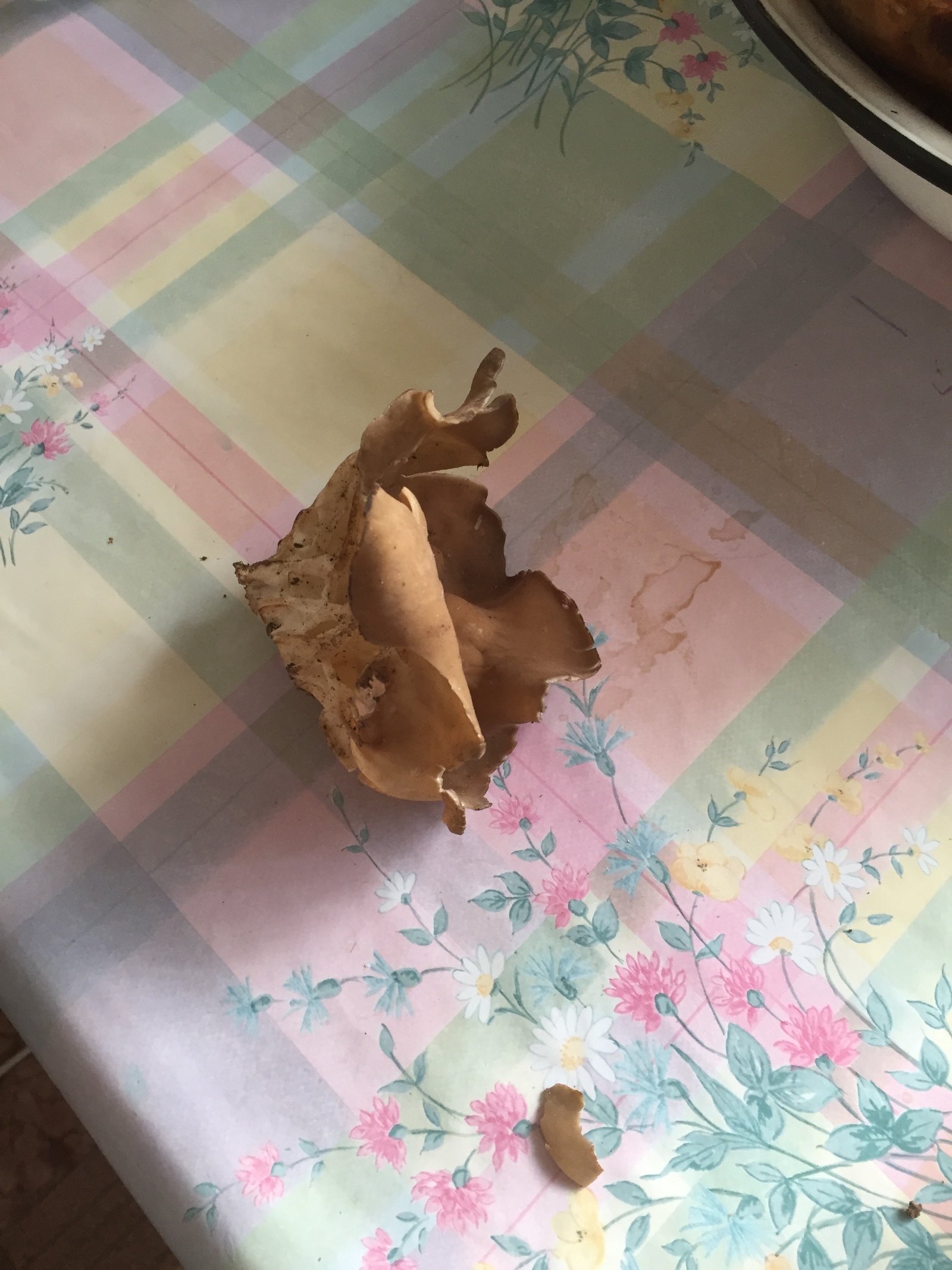 What kind of mushroom? - My, Mushrooms, , Longpost