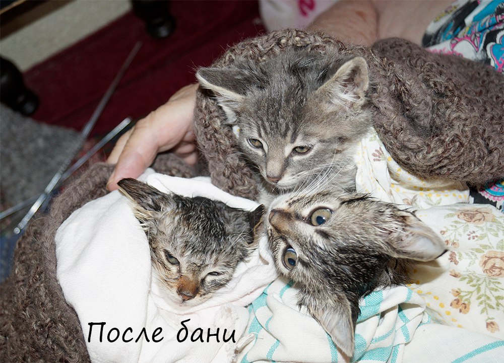 Kittens-tigers - My, Cats and kittens, , cat, In good hands, Foundling, Minsk, Longpost
