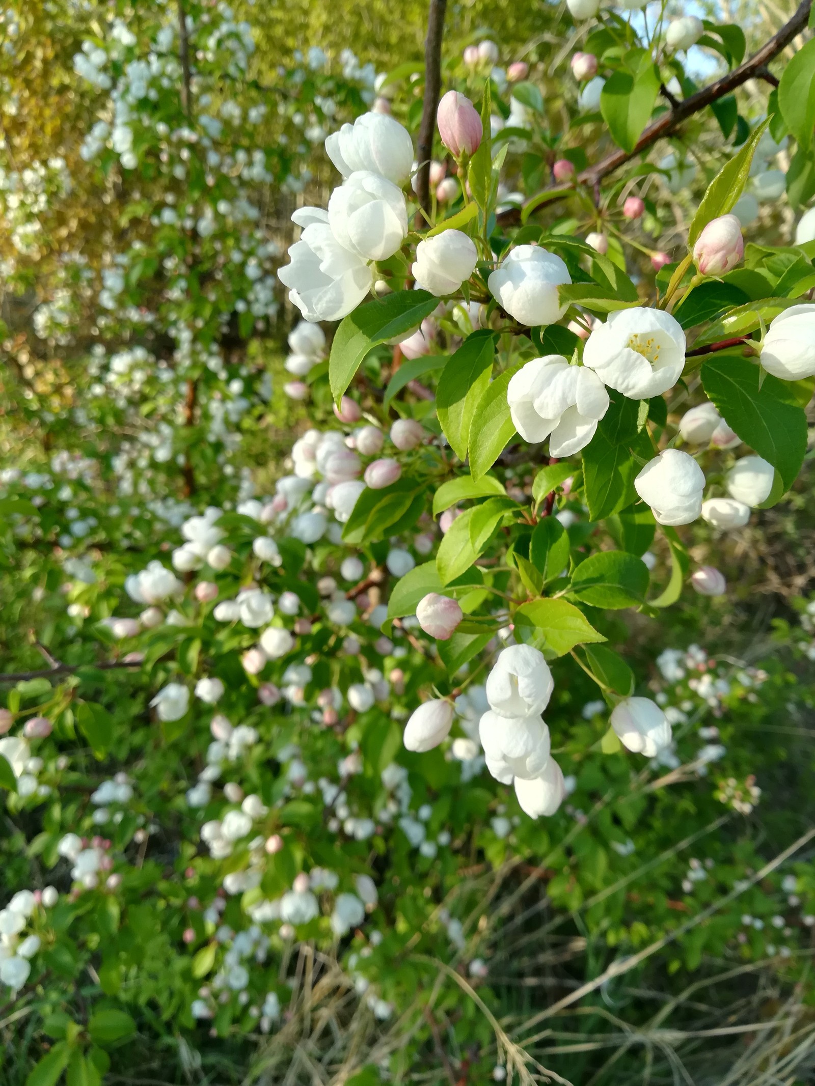 nature, flowers - My, Nature, Flowers, beauty