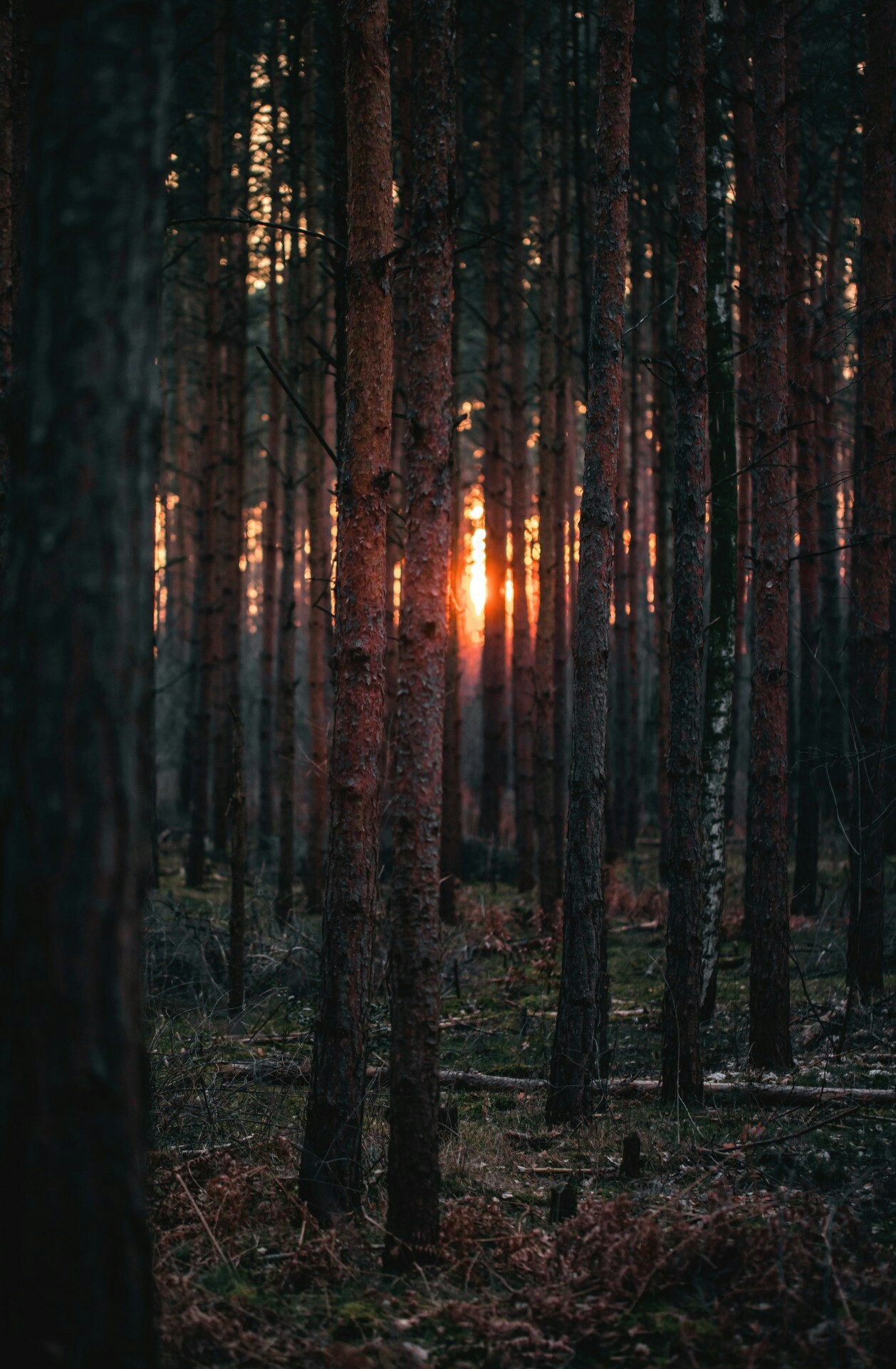 How can you not love the forest ..? - Forest, Images, Longpost