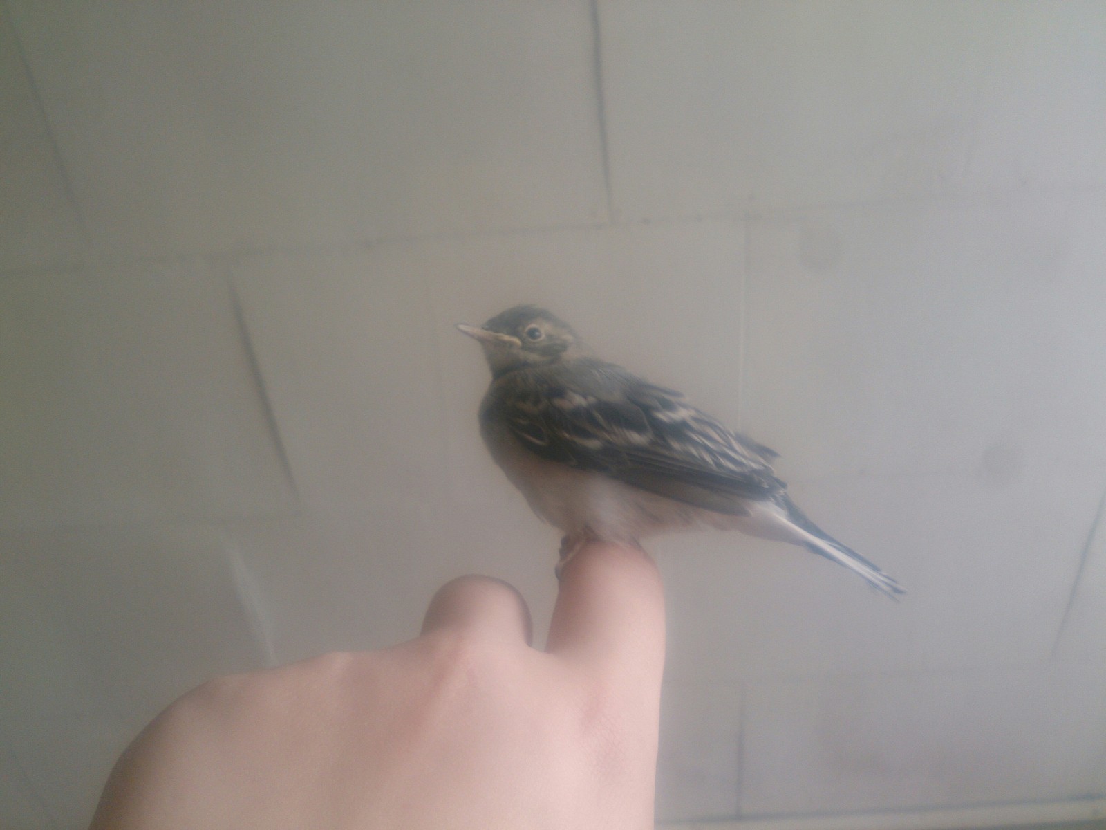 Rescue Private Wagtail - My, Wagtail, Gratitude