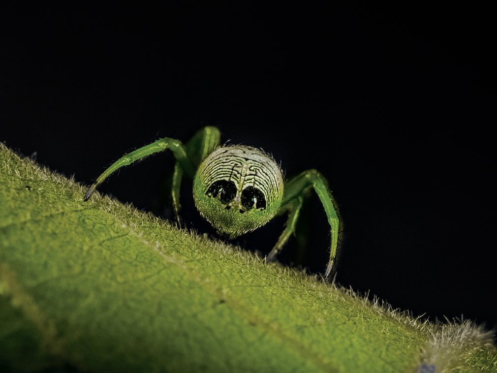 Alien butt spider - Паук, Арахнофобия, Милота