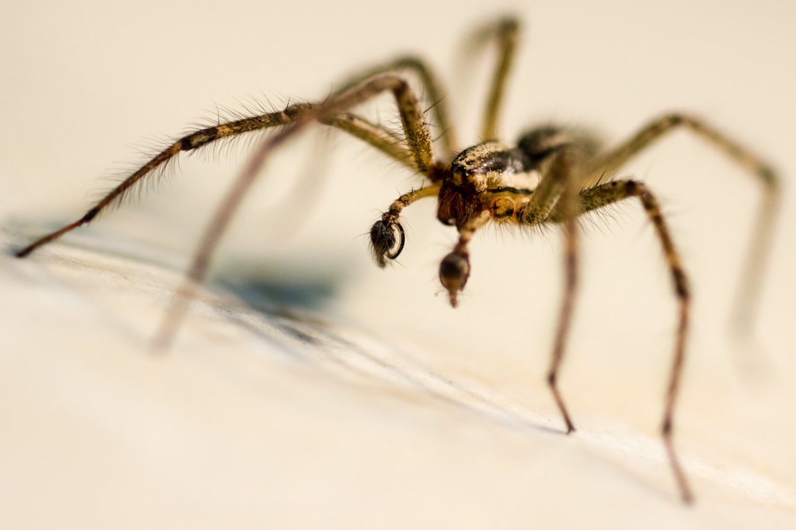 Eight-legged nyashki =) - My, Macro, Macro photography, The photo, , Spider, Khabarovsk, Insects, Longpost