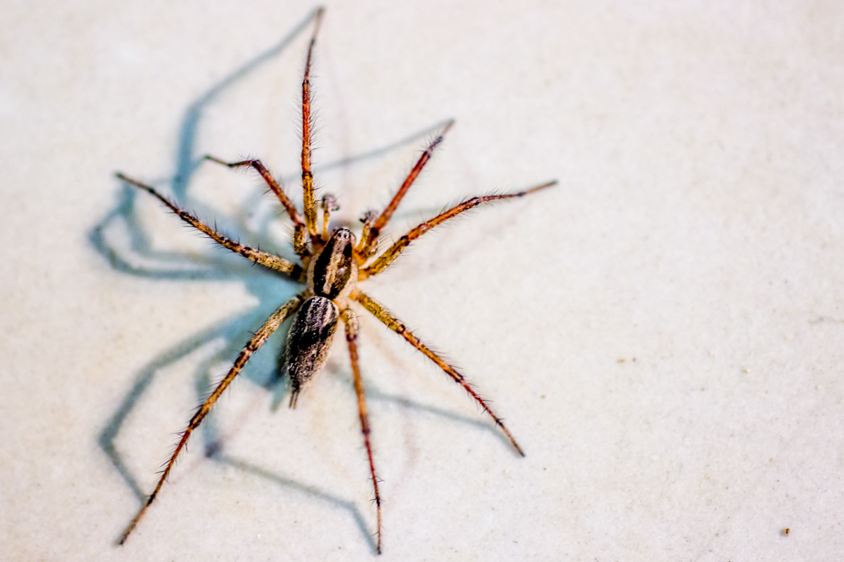 Eight-legged nyashki =) - My, Macro, Macro photography, The photo, , Spider, Khabarovsk, Insects, Longpost