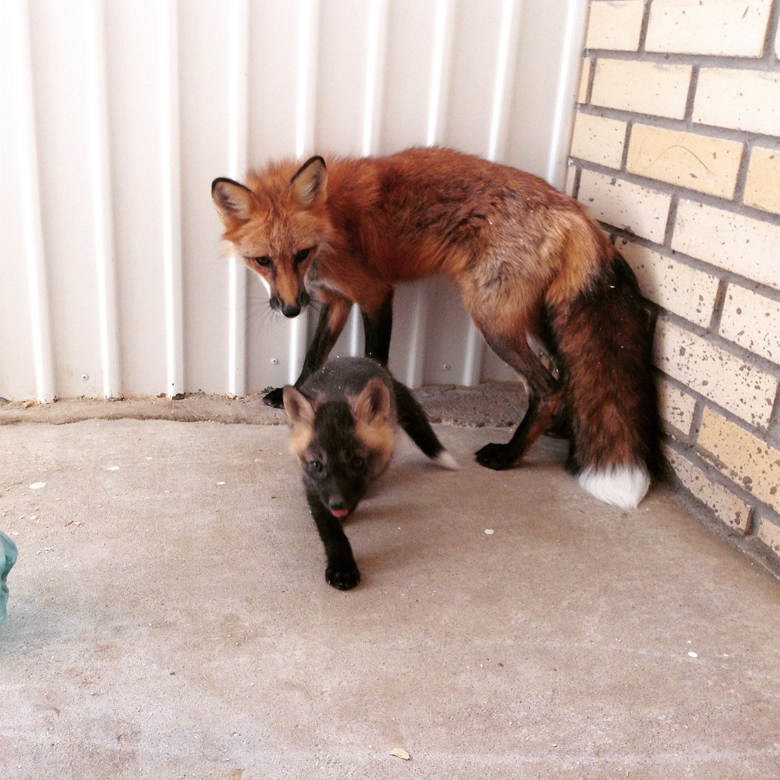 Domestic foxes - My, Fox, Domestic fox, , , Longpost