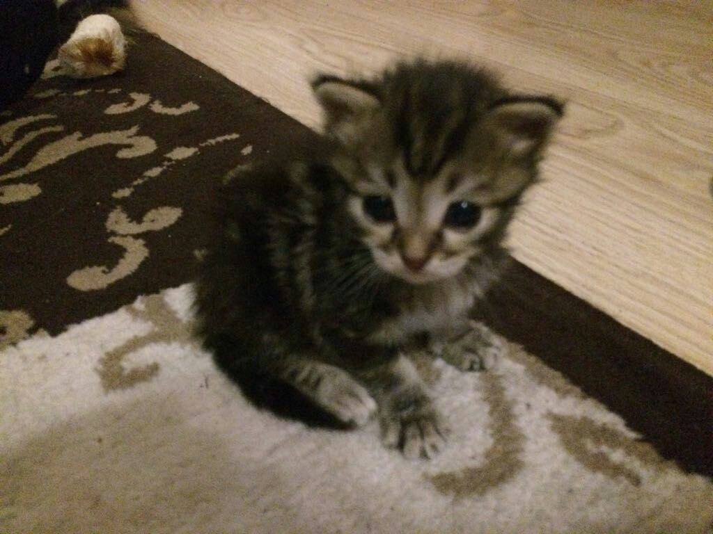 Kittens are looking for a home! - cat, House, Planted, Cats and kittens, Longpost