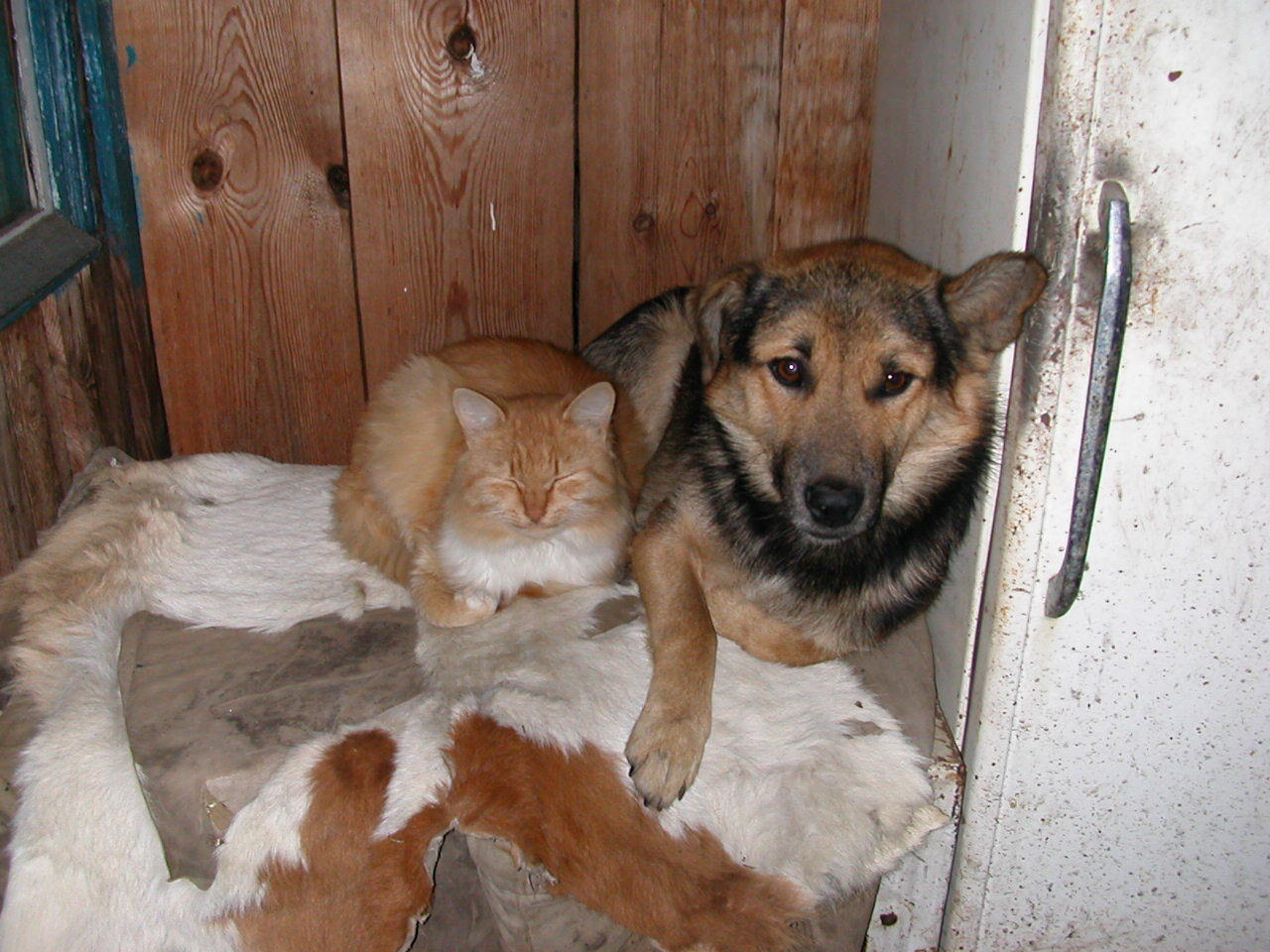 Кошачьи рассказы. Мурка. Продолжение 1 - Моё, Рассказ, Быль, Фотография, Котомафия, Собака, Жизнь, Длиннопост, Кот