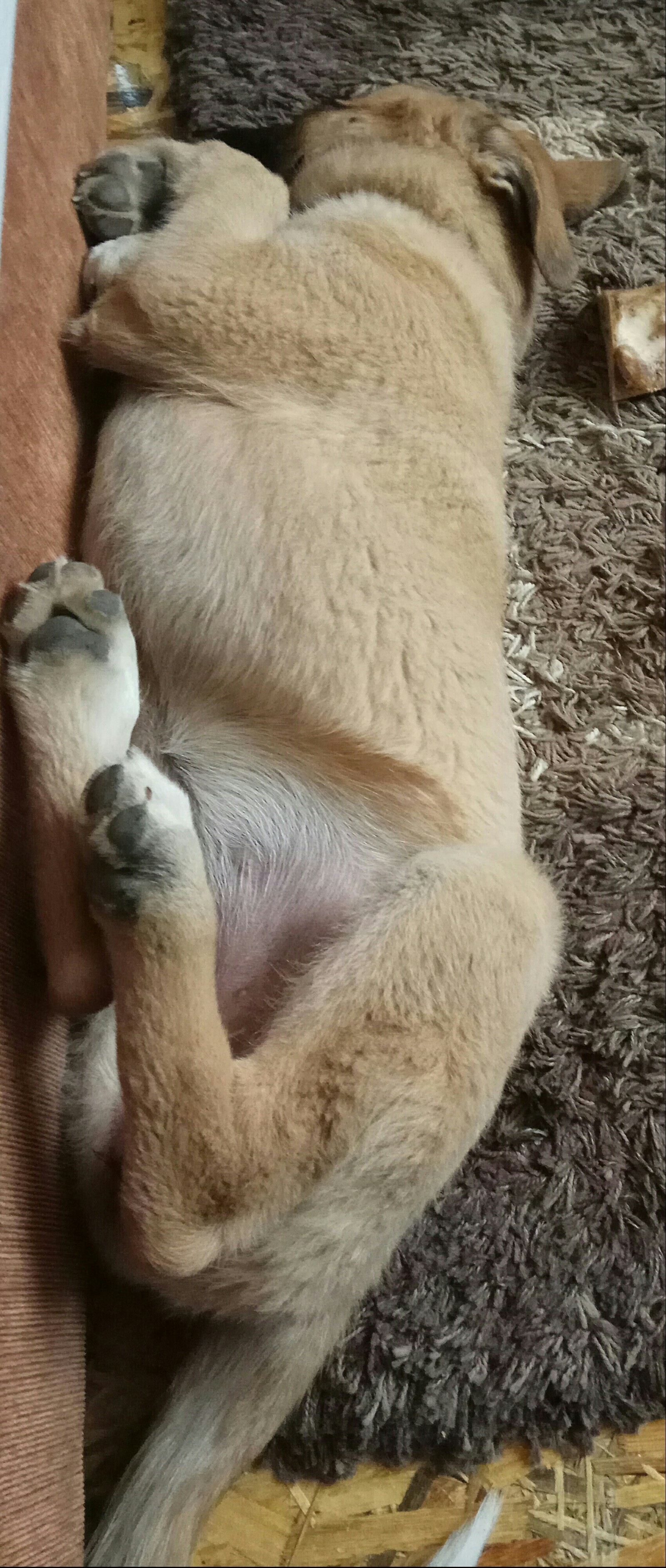 This is how my puppy sleeps - My, Puppies, Pose, Longpost