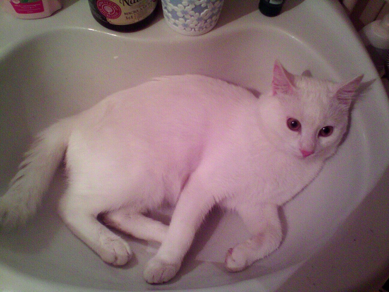 white cutie - My, cat, Sink