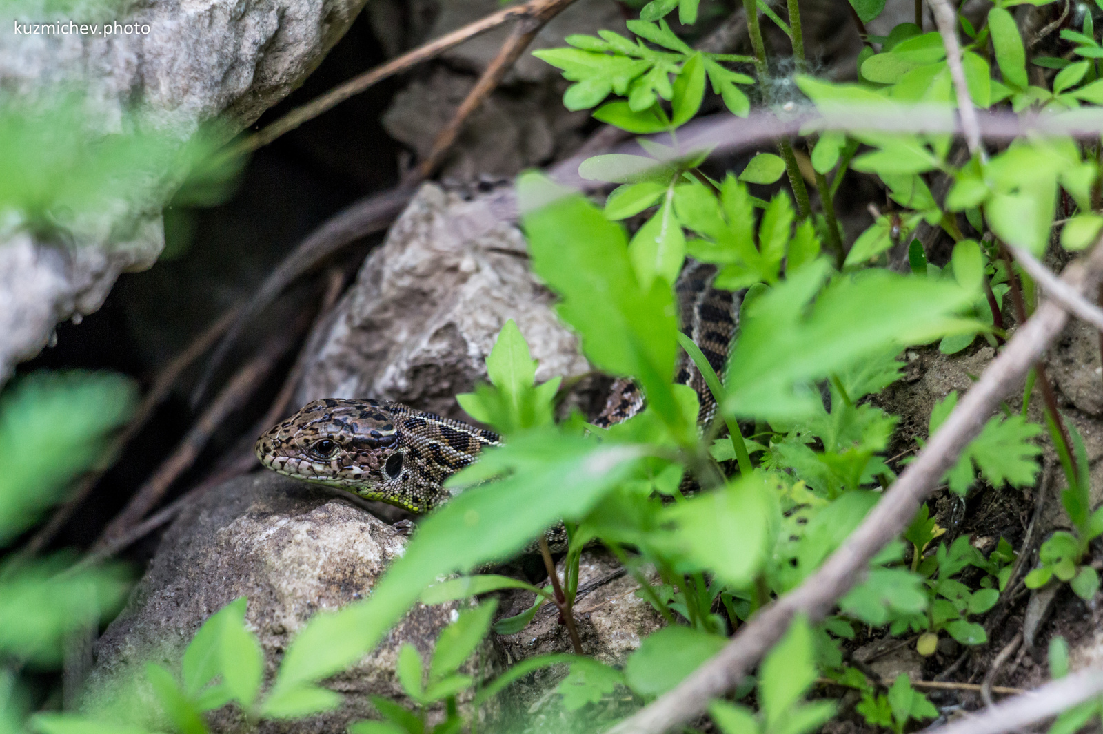 Found a great model - My, The photo, Canon 650d, 18-135, Lizard, Fashion model, Longpost