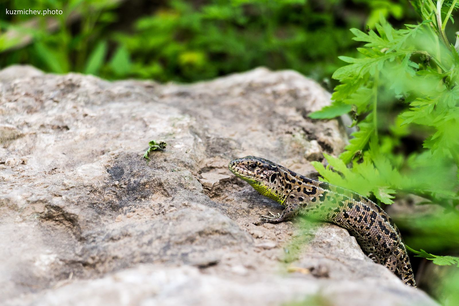 Found a great model - My, The photo, Canon 650d, 18-135, Lizard, Fashion model, Longpost