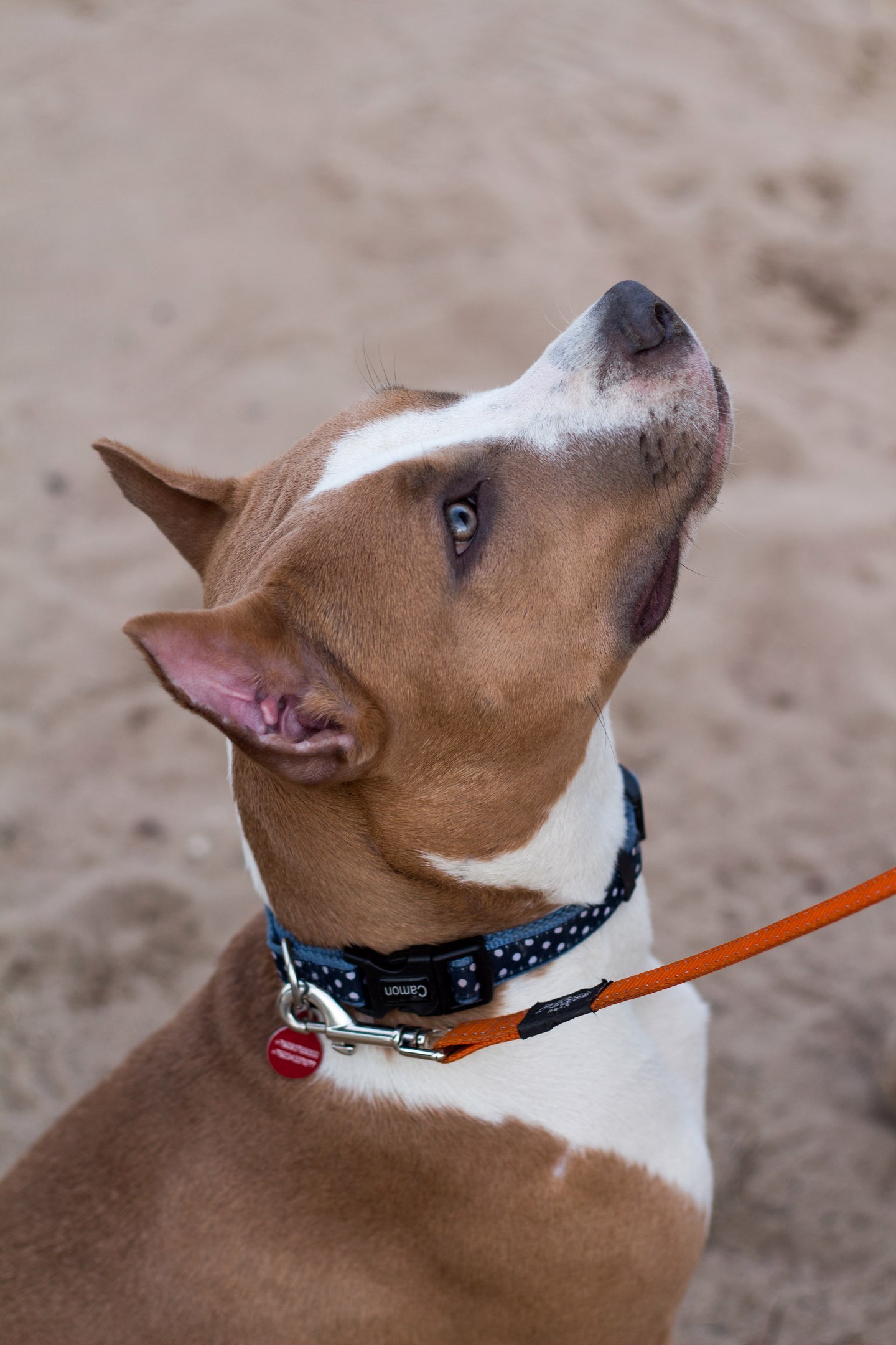 Best friend - amstaff! - My, Dog, Amstaff, Stafford, Best friend, , Longpost