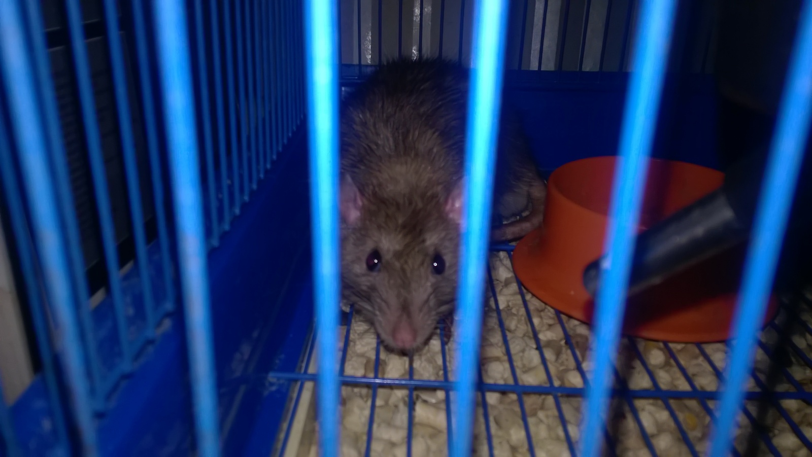 About rodents - My, Decorative rats, Cunning