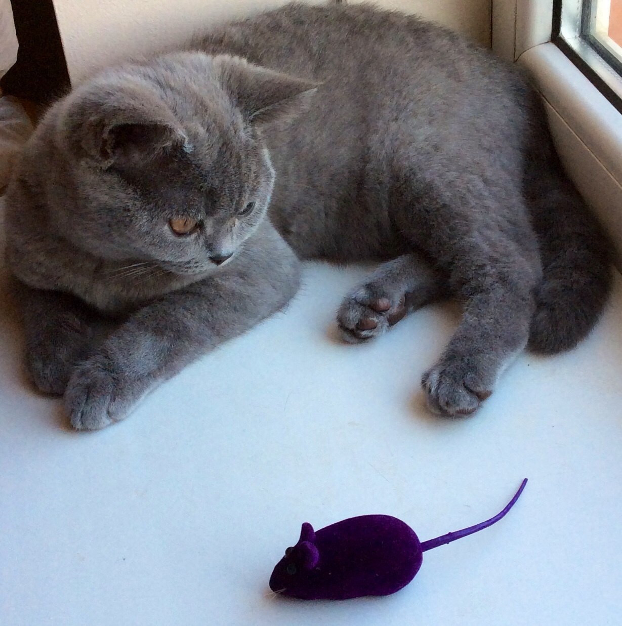 And what to do with it? - cat, The beast, Hunter, Bummer, Mouse, fake, Homemade, The photo