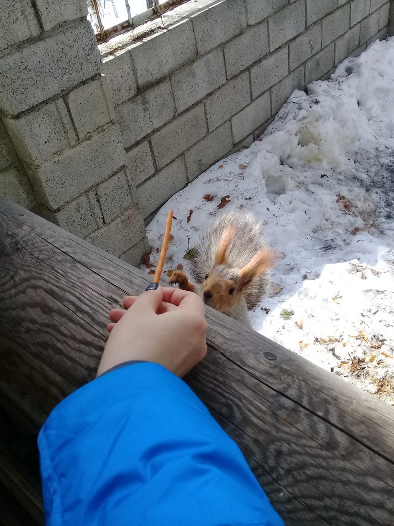 Squirrel. Just a squirrel with a bread stick. - My, Squirrel, Animals, Longpost