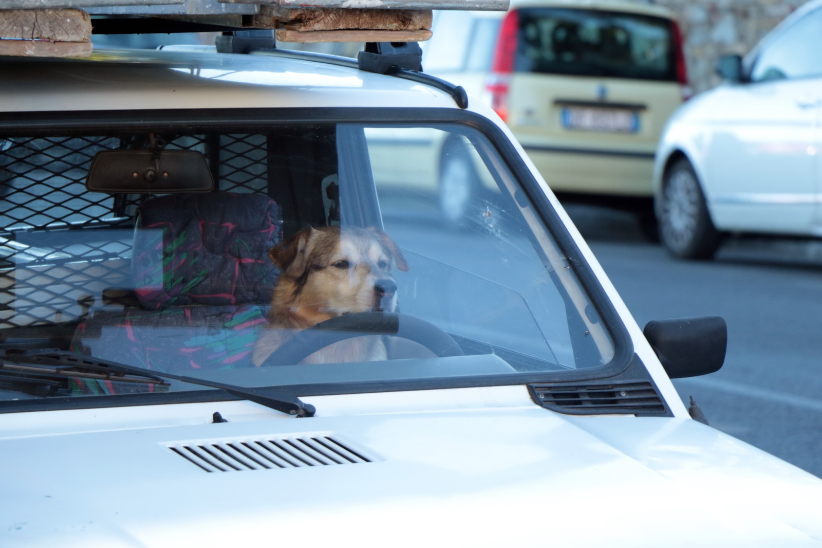 Uber driver =) - My, The photo, Dog