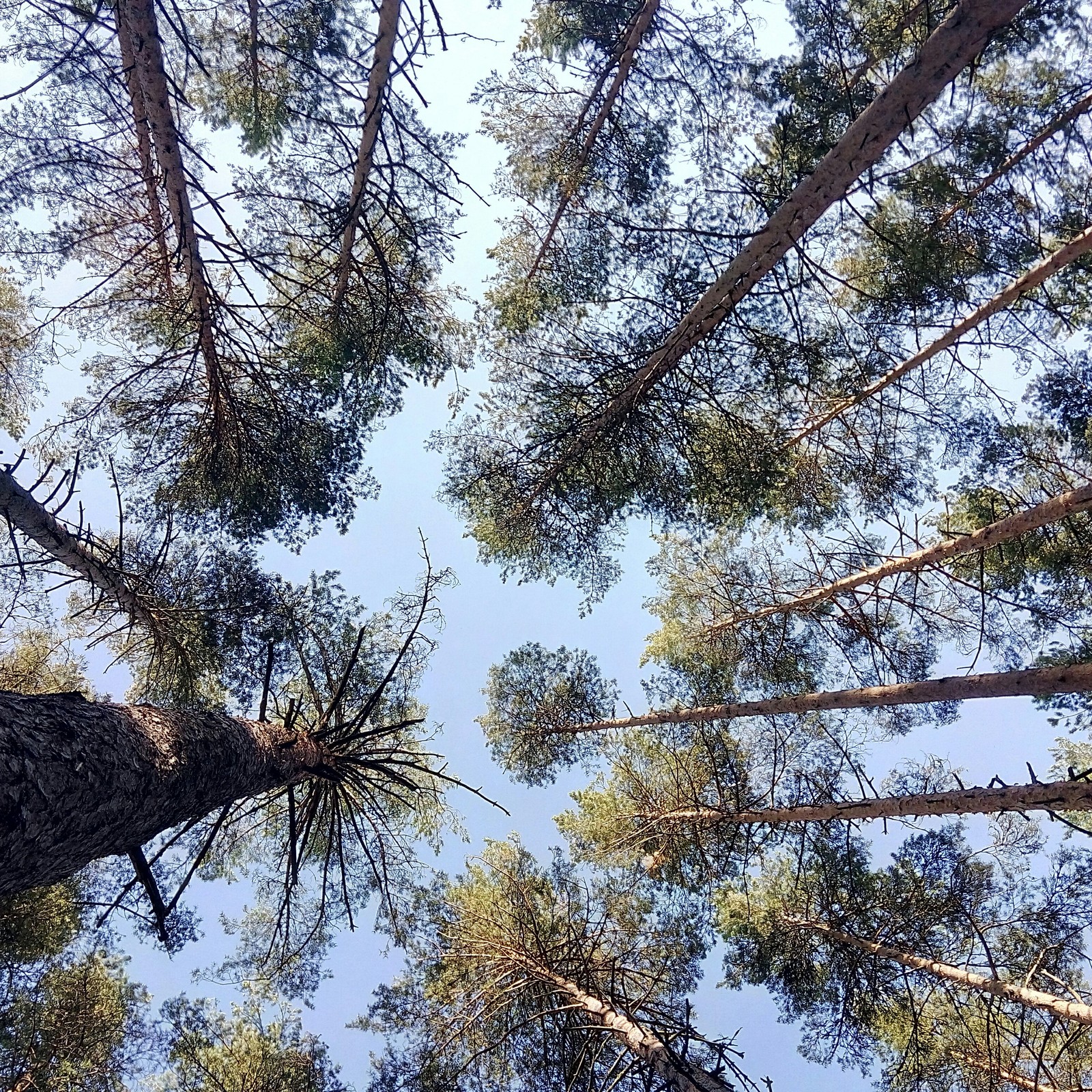 Height - My, Pine, Nature, The photo