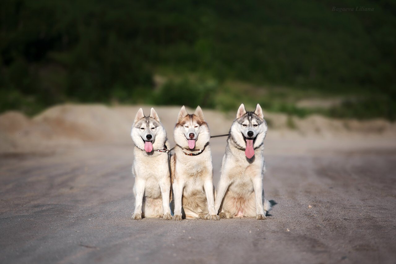 It's definitely about Huskies. - Husky, Longpost, , Text