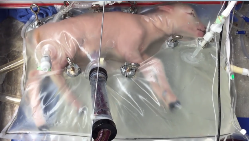 Lambs raised in artificial womb for the first time - The science, Future, Livestock breeding, A life, Longpost