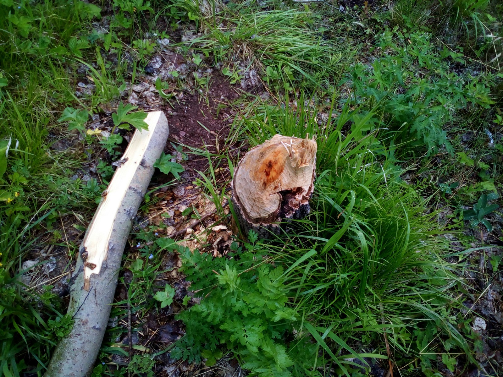 The beavers tried - My, Curiosity, The photo, Beavers